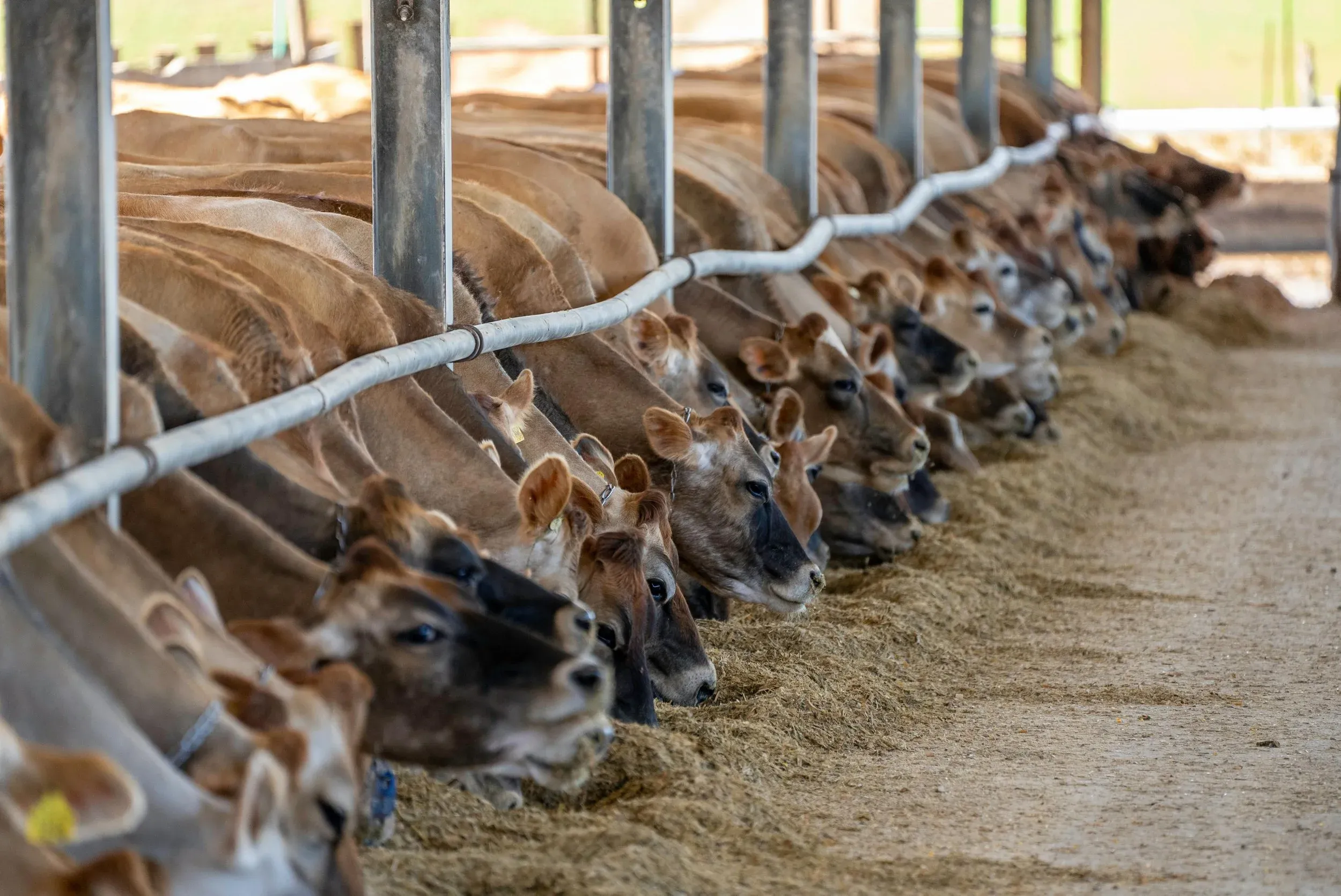 The Jain philosophy does not view non-animals as commodities for human use