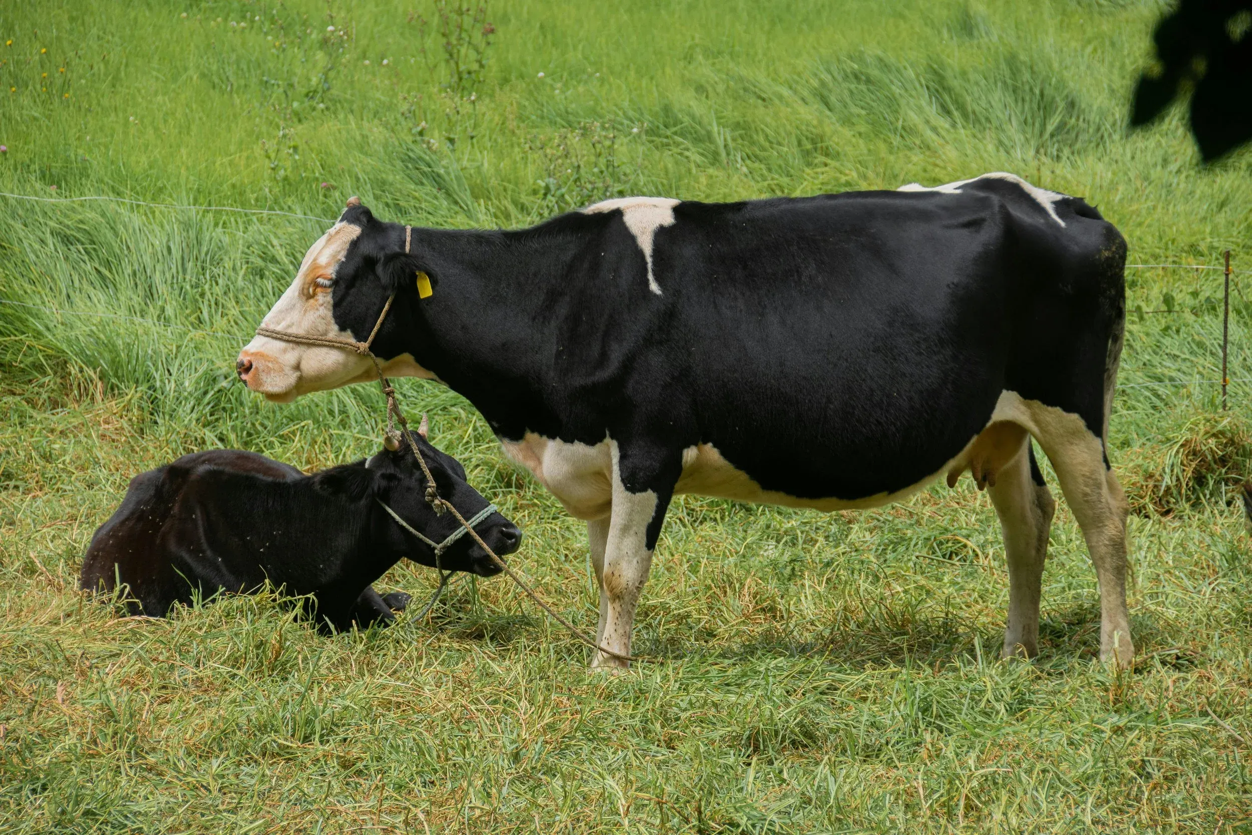 A black and white Holstein cow standing in a grassy field with a smaller black calf lying at the cow's feet, both wearing halters. The background features green grass and some small plants.